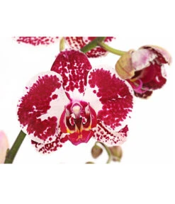 Schmetterlingsorchidee - Phalaenopsis Cultivars, Verschiedene Sorten -Gartenbedarf Verkäufe 2024 8280919 PR DE 002 Phalaenopsis4TrieberMixT12DehnerExpressHerzig