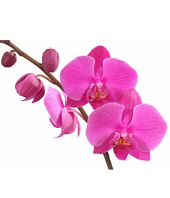 Schmetterlingsorchidee - Phalaenopsis Cultivars, Verschiedene Sorten -Gartenbedarf Verkäufe 2024 8280919 PR DE 003 Phalaenopsis4TrieberMixT12DehnerExpressHerzig