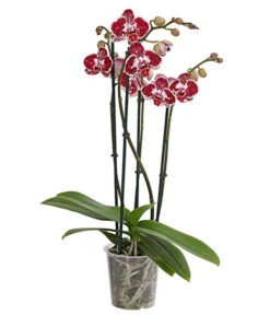 Schmetterlingsorchidee - Phalaenopsis Cultivars, Verschiedene Sorten -Gartenbedarf Verkäufe 2024 8280919 PR FS 002 Phalaenopsis4TrieberMixT12DehnerExpressHerzig