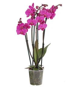 Schmetterlingsorchidee - Phalaenopsis Cultivars, Verschiedene Sorten -Gartenbedarf Verkäufe 2024 8280919 PR FS 003 Phalaenopsis4TrieberMixT12DehnerExpressHerzig