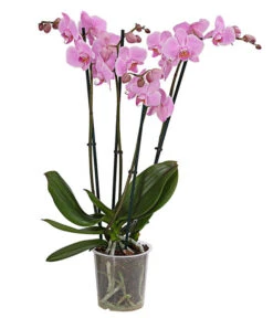 Schmetterlingsorchidee - Phalaenopsis Cultivars, Verschiedene Sorten -Gartenbedarf Verkäufe 2024 8280919 PR FS 004 Phalaenopsis4TrieberMixT12DehnerExpressHerzig