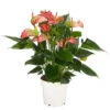 Flamingoblume - Anthurium Andreanum 'Livium' 2 Flamingoblume - Anthurium Andreanum 'Livium' -Gartenbedarf Verkäufe 2024 8281909 PR FS 001 AnthuriumLiviumT14DehnerExpressHerzig