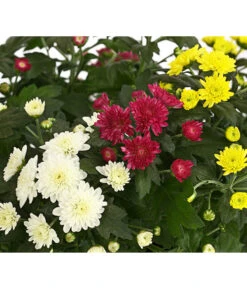 Herbst Chrysanthemen-Trio 5 Herbst Chrysanthemen-Trio -Gartenbedarf Verkäufe 2024 8281941 WE DE 001 ChrysanthemeChrysanthemumMultifloraTrioT12DehnerExpressHerzig