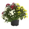 Herbst Chrysanthemen-Trio 2 Herbst Chrysanthemen-Trio -Gartenbedarf Verkäufe 2024 8281941 WE FS 001 ChrysanthemeChrysanthemumMultifloraTrioT12DehnerExpressHerzig
