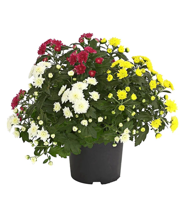 Herbst Chrysanthemen-Trio 3 Herbst Chrysanthemen-Trio