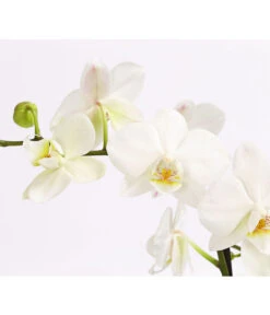 Schmetterlingsorchidee - Phalaenopsis Cultivars 'Multiflora' -Gartenbedarf Verkäufe 2024 8284135 PR DE 001 SchmetterlingsorchideePhalaenopsisMultiflora3TrieberWeiss 1