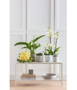 Schmetterlingsorchidee - Phalaenopsis 'Little Kolibri' -Gartenbedarf Verkäufe 2024 8284135 PR MO 001 Orchideen GC07 2019 8684995 8699829 8231771 8276081