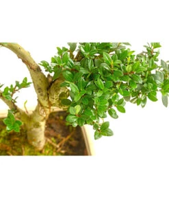 Outdoor-Bonsai Japanische Stechpalme - Ilex Crenata -Gartenbedarf Verkäufe 2024 8286056 PR DE 001 StechpalmeIlexCrenataOhneSchaleT15DehnerExpressHerzig