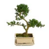 Outdoor-Bonsai Japanische Stechpalme - Ilex Crenata -Gartenbedarf Verkäufe 2024 8286056 PR FS 001 StechpalmeIlexCrenataOhneSchaleT15DehnerExpressHerzig