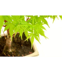 Outdoor-Bonsai Ahorn - Acer Palmatum 5 Outdoor-Bonsai Ahorn - Acer Palmatum -Gartenbedarf Verkäufe 2024 8286288 PR DE 001 AhornAcerPalmatumAtropurpureumOhneUnterschaleT15DehnerExpressHerzig