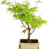 Outdoor-Bonsai Ahorn - Acer Palmatum 2 Outdoor-Bonsai Ahorn - Acer Palmatum -Gartenbedarf Verkäufe 2024 8286288 PR FS 001 AhornAcerPalmatumAtropurpureumOhneUnterschaleT15DehnerExpressHerzig