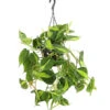 Baumfreund - Philodendron Scandens 'Brasil', Ampel -Gartenbedarf Verkäufe 2024 8286544 WE FS 001 ScindapsusScandensBrasiDehnerExpressHerzig