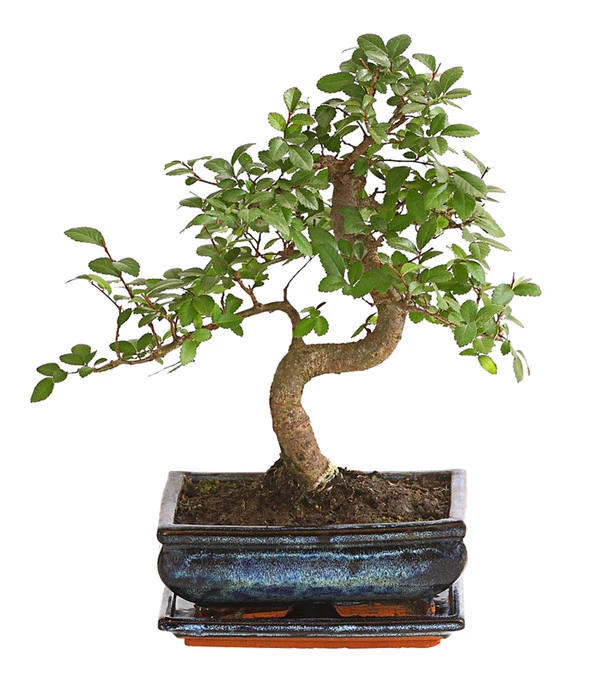 Bonsai Japanische Zelkove - Zelkova Serrata 3 Bonsai Japanische Zelkove - Zelkova Serrata
