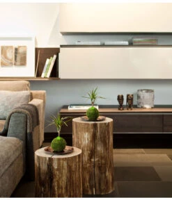 Kibonu Drachenbaum - Dracaena 'Galaxia' -Gartenbedarf Verkäufe 2024 8294894 PR MO 001 KibonuGalaxiaHolzHerstellerbild