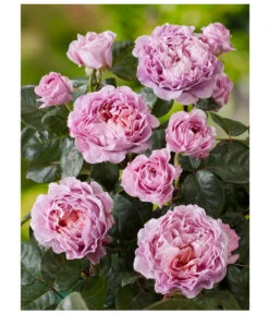 Nostalgie®-Edelrose 'Eisvogel®' 9 Nostalgie®-Edelrose 'Eisvogel®' -Gartenbedarf Verkäufe 2024 8294977 PR DE 001 NostalgieEdelroseEisvogelRosenTantau
