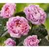Nostalgie®-Edelrose 'Eisvogel®' 2 Nostalgie®-Edelrose 'Eisvogel®' -Gartenbedarf Verkäufe 2024 8294977 PR DE 011 NostalgieEdelroseEisvogelTantau