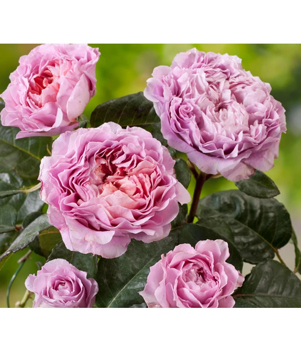 Nostalgie®-Edelrose 'Eisvogel®' 3 Nostalgie®-Edelrose 'Eisvogel®'