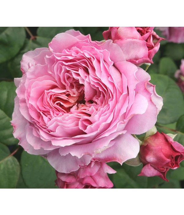 Nostalgie®-Edelrose 'Eisvogel®', Stämmchen 3 Nostalgie®-Edelrose 'Eisvogel®', Stämmchen