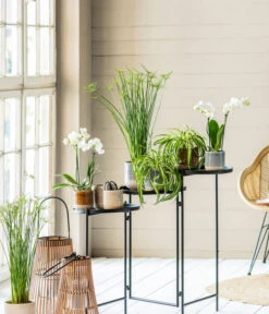 Zypergras - Cyperus Haspan -Gartenbedarf Verkäufe 2024 8295297 WE MO 001 PhalaenopsisMidiWeissCyperusGC052021