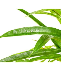 Langblättriger Feigenbaum - Ficus Binnendijkii 'Alii' -Gartenbedarf Verkäufe 2024 8296006 PR DE 001 FicusAliiT17DehnerExpressHerzig