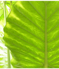 Pfeilblatt - Alocasia Portodora -Gartenbedarf Verkäufe 2024 8297442 PR DE 001 AlocasiaPortodoraElefantenblattPixabay