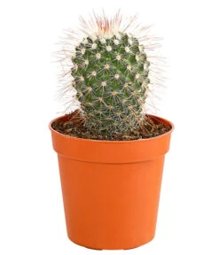 Kaktus - Cactaceae, Verschiedene Sorten -Gartenbedarf Verkäufe 2024 8297574 PR FS 003 KakteenMixMiniTorroT6DehnerExpressHerzig