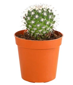 Kaktus - Cactaceae, Verschiedene Sorten -Gartenbedarf Verkäufe 2024 8297574 PR FS 004 KakteenMixMiniTorroT6DehnerExpressHerzig