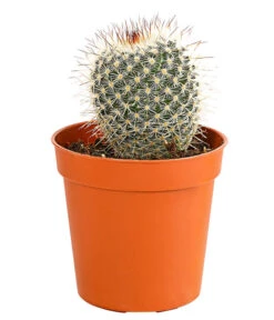 Kaktus - Cactaceae, Verschiedene Sorten -Gartenbedarf Verkäufe 2024 8297574 PR FS 006 KakteenMixMiniTorroT6DehnerExpressHerzig