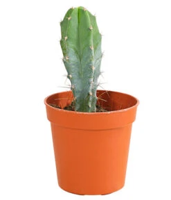 Kaktus - Cactaceae, Verschiedene Sorten -Gartenbedarf Verkäufe 2024 8297574 PR FS 007 KakteenMixMiniTorroT6DehnerExpressHerzig