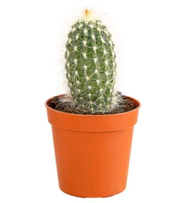 Kaktus - Cactaceae, Verschiedene Sorten -Gartenbedarf Verkäufe 2024 8297574 PR FS 008 KakteenMixMiniTorroT6DehnerExpressHerzig