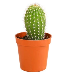 Kaktus - Cactaceae, Verschiedene Sorten -Gartenbedarf Verkäufe 2024 8297574 PR FS 009 KakteenMixMiniTorroT6DehnerExpressHerzig