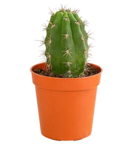 Kaktus - Cactaceae, Verschiedene Sorten -Gartenbedarf Verkäufe 2024 8297574 PR FS 010 KakteenMixMiniTorroT6DehnerExpressHerzig