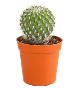 Kaktus - Cactaceae, Verschiedene Sorten -Gartenbedarf Verkäufe 2024 8297574 PR FS 011 KakteenMixMiniTorroT6DehnerExpressHerzig