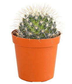 Kaktus - Cactaceae, Verschiedene Sorten -Gartenbedarf Verkäufe 2024 8297574 PR FS 012 KakteenMixMiniTorroT6DehnerExpressHerzig