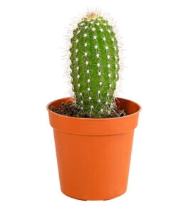 Kaktus - Cactaceae, Verschiedene Sorten -Gartenbedarf Verkäufe 2024 8297574 PR FS 013 KakteenMixMiniTorroT6DehnerExpressHerzig