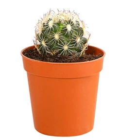 Kaktus - Cactaceae, Verschiedene Sorten -Gartenbedarf Verkäufe 2024 8297574 PR FS 014 KakteenMixMiniTorroT6DehnerExpressHerzig