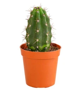 Kaktus - Cactaceae, Verschiedene Sorten -Gartenbedarf Verkäufe 2024 8297574 PR FS 016 KakteenMixMiniTorroT6DehnerExpressHerzig