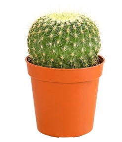 Kaktus - Cactaceae, Verschiedene Sorten -Gartenbedarf Verkäufe 2024 8297574 PR FS 017 KakteenMixMiniTorroT6DehnerExpressHerzig