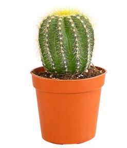 Kaktus - Cactaceae, Verschiedene Sorten -Gartenbedarf Verkäufe 2024 8297574 PR FS 018 KakteenMixMiniTorroT6DehnerExpressHerzig