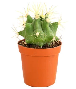 Kaktus - Cactaceae, Verschiedene Sorten -Gartenbedarf Verkäufe 2024 8297574 PR FS 020 KakteenMixMiniTorroT6DehnerExpressHerzig