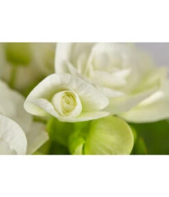 Elatior-Begonie - Begonia Elatior -Gartenbedarf Verkäufe 2024 8299638 PR DE 001 BegoniaRexT12DehnerExpressZS