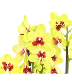 Schmetterlingsorchidee - Phalaenopsis Cultivars, Verschiedene Sorten -Gartenbedarf Verkäufe 2024 8299695 PR DE 001 SchmetterlingsorchideePhalaenopsis4TrieberSFT13DehnerExpressHerzig