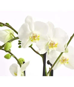 Schmetterlingsorchidee - Phalaenopsis Cultivars, Verschiedene Sorten -Gartenbedarf Verkäufe 2024 8299695 PR DE 001 SchmetterlingsorchideePhalaenopsis4TrieberT15DehnerExpressHerzig