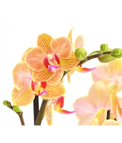 Schmetterlingsorchidee - Phalaenopsis Cultivars, Verschiedene Sorten -Gartenbedarf Verkäufe 2024 8299695 PR DE 002 SchmetterlingsorchideePhalaenopsis4TrieberSFT13DehnerExpressHerzig
