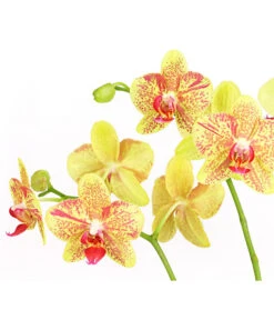 Schmetterlingsorchidee - Phalaenopsis Cultivars, Verschiedene Sorten -Gartenbedarf Verkäufe 2024 8299695 PR DE 002 SchmetterlingsorchideePhalaenopsis4TrieberT15DehnerExpressHerzig