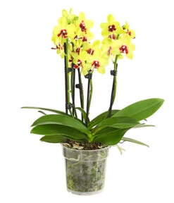 Schmetterlingsorchidee - Phalaenopsis Cultivars, Verschiedene Sorten -Gartenbedarf Verkäufe 2024 8299695 PR FS 001 SchmetterlingsorchideePhalaenopsis4TrieberSFT13DehnerExpressHerzig