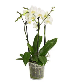 Schmetterlingsorchidee - Phalaenopsis Cultivars, Verschiedene Sorten -Gartenbedarf Verkäufe 2024 8299695 PR FS 001 SchmetterlingsorchideePhalaenopsis4TrieberT15DehnerExpressHerzig
