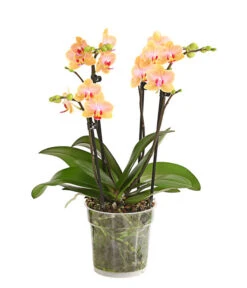 Schmetterlingsorchidee - Phalaenopsis Cultivars, Verschiedene Sorten -Gartenbedarf Verkäufe 2024 8299695 PR FS 002 SchmetterlingsorchideePhalaenopsis4TrieberSFT13DehnerExpressHerzig