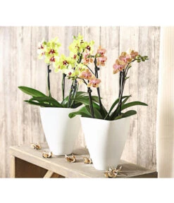 Schmetterlingsorchidee - Phalaenopsis Cultivars, Verschiedene Sorten -Gartenbedarf Verkäufe 2024 8299695 PR MO 001 SchmetterlingsorchideePhalaenopsis4TrieberSFT13DehnerExpressHerzig