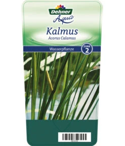 Dehner Kalmus -Gartenbedarf Verkäufe 2024 8310104 KalmusAcorusCalamus Etikett 1